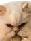 Oldlazycat